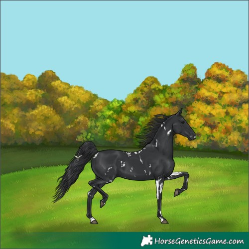Horse Color:White Spotted Black 