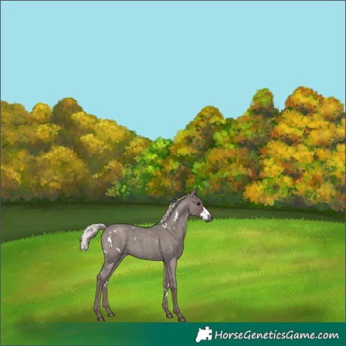 Horse Color:White Spotted Silver Blue Roan 