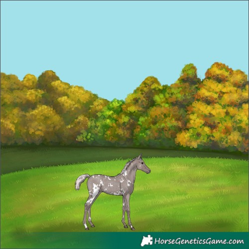 Horse Color:Watercolor White Spotted Silver Blue Roan 