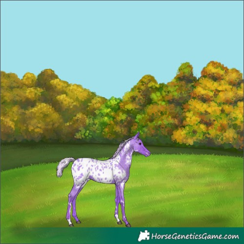 Horse Color:Watercolor White Spotted Silver Blue Roan Appaloosa 