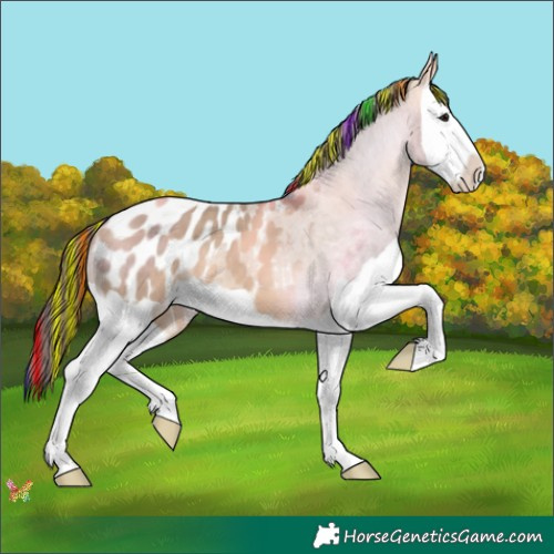 Horse Color:Painted Bay Dun Splash Appaloosa 