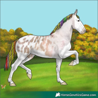 Horse Color:Painted Bay Dun Splash Appaloosa 