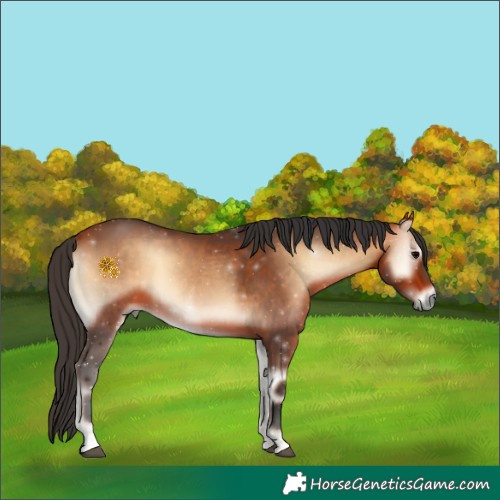 Horse Color:Bay Onyx 