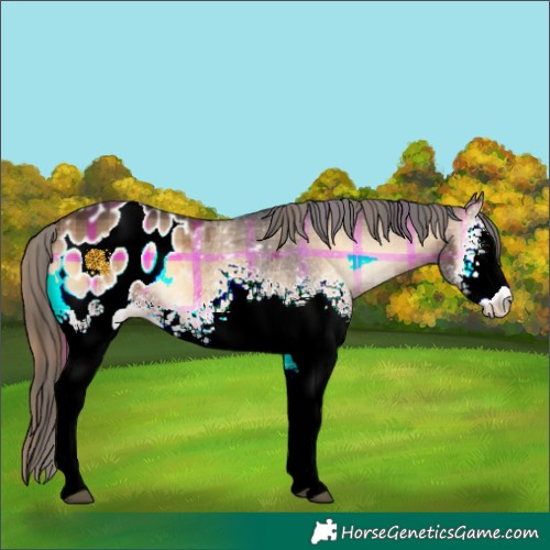 Horse Color:Plaid  White Spotted Brown Onyx Tobiano Appaloosa 
