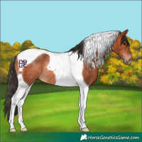 Horse Color:Bay Tobiano Rabicano 
