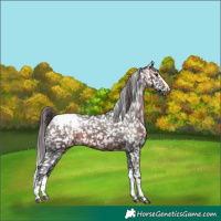 Horse Color:Bay Appaloosa 