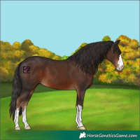 Horse Color:Liver Chestnut 