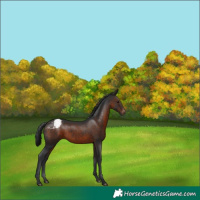 Horse Color:Brown Snowcap 