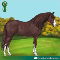 Horse Color:Chocolate Black 