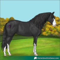 Horse Color:Black 