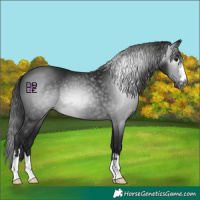 Horse Color:Gray Black 