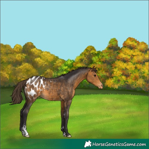 Horse Color:Buckskin Sabino Appaloosa 