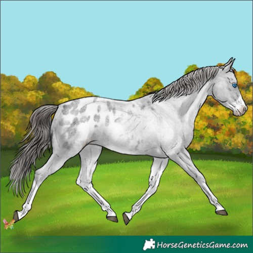 Horse Color:White Spotted Blue Roan Splash Frame Appaloosa 