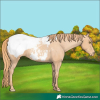 Horse Color:Gold Champagne Snowcap