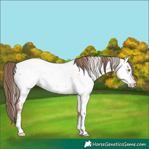 Horse Color:Amber Champagne Appaloosa 