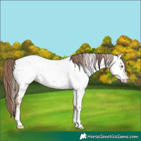 Horse Color:Amber Champagne Appaloosa 