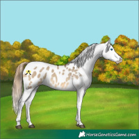 Horse Color:Buckskin Dun Splash Tobiano Blanket 