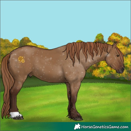 Horse Color:Gray Red Dun 