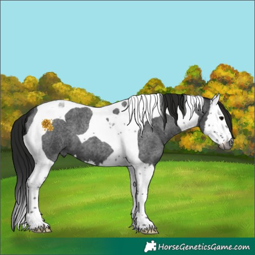 Horse Color:Gray Blue Roan Splash Tobiano 
