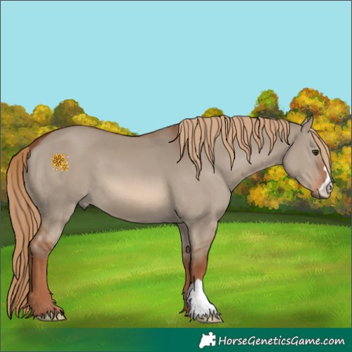 Horse Color:Red Dun 