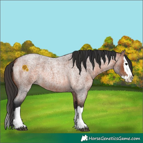 Horse Color:Bay Roan Splash 