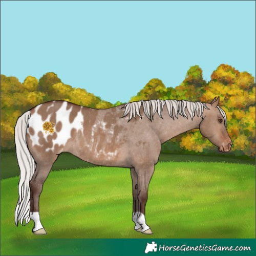 Horse Color:Silver Bay Dun Blanket Rabicano 