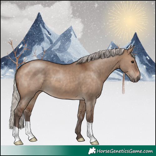 Horse Color:Silver Brown Dun 