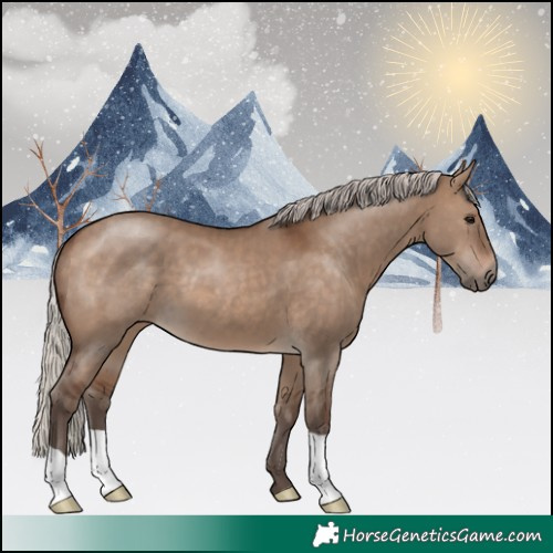 Horse Color:Silver Brown Dun 