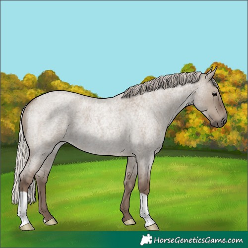 Horse Color:Silver Grullo Roan
