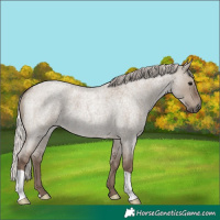 Horse Color:Silver Grullo Roan 