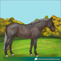 Horse Color:Silver Brown Roan 