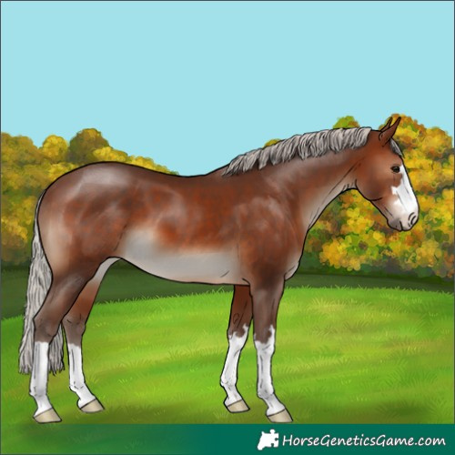 Horse Color:Silver Brown 