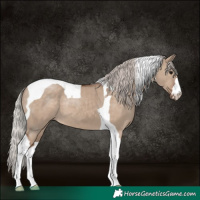 Horse Color:Silver Grullo Tobiano 