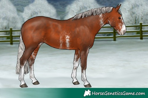 Horse Color:White Spotted Silver Brown