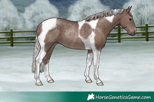 Horse Color:Silver Black Tobiano Rabicano 