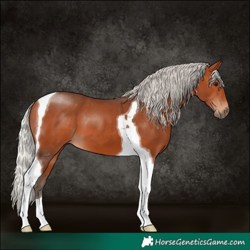 Horse Color:Silver Bay Tobiano