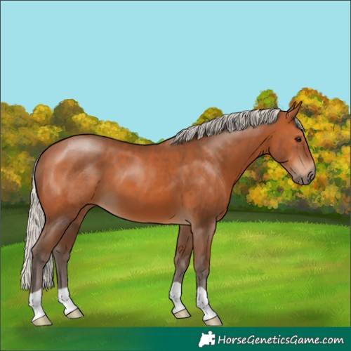 Horse Color:Silver Bay 
