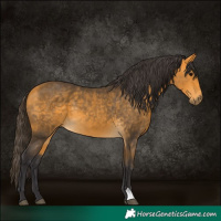 Horse Color:Buckskin 