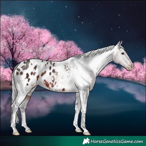 Horse Color:White Spotted Silver Brown Appaloosa 
