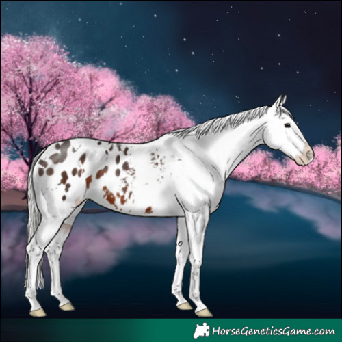 Horse Color:White Spotted Silver Brown Blanket 