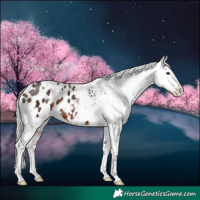 Horse Color:White Spotted Silver Brown Appaloosa 