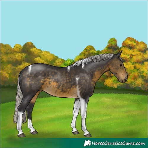 Horse Color:Silver Buckskin Tobiano 
