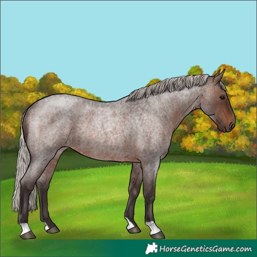 Horse Color:Silver Brown Roan Rabicano 