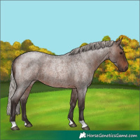 Horse Color:Silver Brown Roan Rabicano