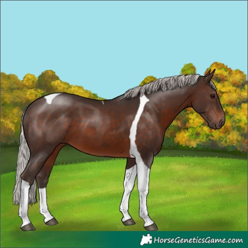 Horse Color:Silver Brown Tobiano 