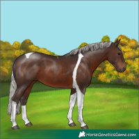 Horse Color:Silver Brown Tobiano 