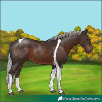 Horse Color:Silver Brown Tobiano 