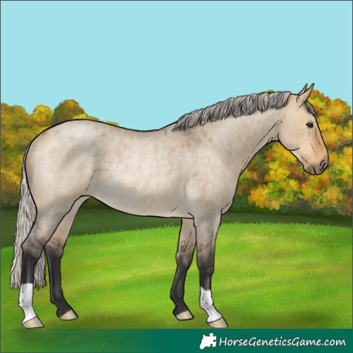 Horse Color:Silver Buckskin Roan Dun Rabicano 