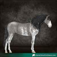 Horse Color:White Spotted Grullo 