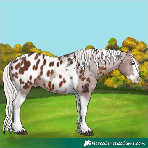 Horse Color:Silver Brown Splash Tobiano Appaloosa